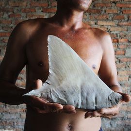 Everyday Extinction: Q&A with Sean Gallagher